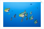 Barberfish school (Johnrandallia nigrirostris) by Anonymous