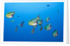 Barberfish school (Johnrandallia nigrirostris) by Anonymous
