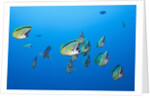 Barberfish school (Johnrandallia nigrirostris) by Anonymous