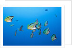 Barberfish school (Johnrandallia nigrirostris) by Anonymous