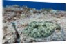 Pacific Leopard Flounder camouflaged (Bothus leopardinus) by Anonymous