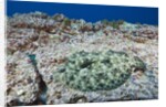 Pacific Leopard Flounder camouflaged (Bothus leopardinus) by Anonymous