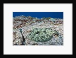 Pacific Leopard Flounder camouflaged (Bothus leopardinus) by Anonymous