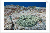 Pacific Leopard Flounder camouflaged (Bothus leopardinus) by Anonymous