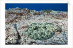 Pacific Leopard Flounder camouflaged (Bothus leopardinus) by Anonymous