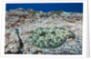 Pacific Leopard Flounder camouflaged (Bothus leopardinus) by Anonymous