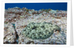 Pacific Leopard Flounder camouflaged (Bothus leopardinus) by Anonymous