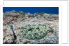 Pacific Leopard Flounder camouflaged (Bothus leopardinus) by Anonymous
