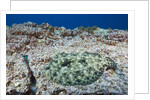 Pacific Leopard Flounder camouflaged (Bothus leopardinus) by Anonymous