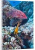 Mexican Hogfish (Bodianus diplotaenia), Clarion Angelfish (Holacanthus clarionensis) and Guineafowl Puffer (Arothron meleagris) by Anonymous