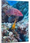 Mexican Hogfish (Bodianus diplotaenia), Clarion Angelfish (Holacanthus clarionensis) and Guineafowl Puffer (Arothron meleagris) by Anonymous