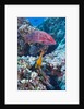 Mexican Hogfish (Bodianus diplotaenia), Clarion Angelfish (Holacanthus clarionensis) and Guineafowl Puffer (Arothron meleagris) by Anonymous