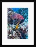 Mexican Hogfish (Bodianus diplotaenia), Clarion Angelfish (Holacanthus clarionensis) and Guineafowl Puffer (Arothron meleagris) by Anonymous