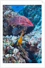 Mexican Hogfish (Bodianus diplotaenia), Clarion Angelfish (Holacanthus clarionensis) and Guineafowl Puffer (Arothron meleagris) by Anonymous