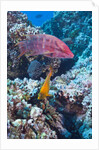Mexican Hogfish (Bodianus diplotaenia), Clarion Angelfish (Holacanthus clarionensis) and Guineafowl Puffer (Arothron meleagris) by Anonymous