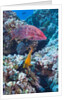 Mexican Hogfish (Bodianus diplotaenia), Clarion Angelfish (Holacanthus clarionensis) and Guineafowl Puffer (Arothron meleagris) by Anonymous