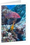 Mexican Hogfish (Bodianus diplotaenia), Clarion Angelfish (Holacanthus clarionensis) and Guineafowl Puffer (Arothron meleagris) by Anonymous