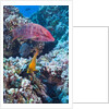 Mexican Hogfish (Bodianus diplotaenia), Clarion Angelfish (Holacanthus clarionensis) and Guineafowl Puffer (Arothron meleagris) by Anonymous