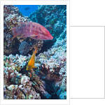 Mexican Hogfish (Bodianus diplotaenia), Clarion Angelfish (Holacanthus clarionensis) and Guineafowl Puffer (Arothron meleagris) by Anonymous