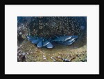 Whitetip Reef Shark school resting (Triaenodon obesus) by Anonymous