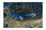 Whitetip Reef Shark school resting (Triaenodon obesus) by Anonymous
