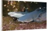 Whitetip Reef Shark (Triaenodon obesus) by Anonymous