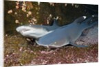 Whitetip Reef Shark (Triaenodon obesus) by Anonymous
