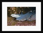 Whitetip Reef Shark (Triaenodon obesus) by Anonymous