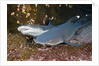 Whitetip Reef Shark (Triaenodon obesus) by Anonymous