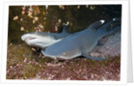 Whitetip Reef Shark (Triaenodon obesus) by Anonymous