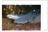 Whitetip Reef Shark (Triaenodon obesus) by Anonymous