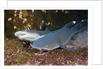 Whitetip Reef Shark (Triaenodon obesus) by Anonymous