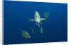 Black Trevally (Caranx lugubris) by Anonymous