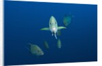 Black Trevally (Caranx lugubris) by Anonymous
