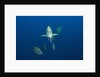 Black Trevally (Caranx lugubris) by Anonymous