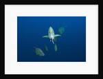 Black Trevally (Caranx lugubris) by Anonymous