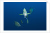 Black Trevally (Caranx lugubris) by Anonymous