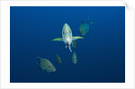 Black Trevally (Caranx lugubris) by Anonymous