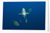 Black Trevally (Caranx lugubris) by Anonymous