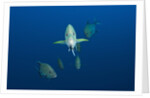 Black Trevally (Caranx lugubris) by Anonymous
