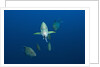 Black Trevally (Caranx lugubris) by Anonymous