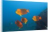 Clarion Angelfish (Holacanthus clarionensis) by Anonymous