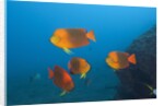 Clarion Angelfish (Holacanthus clarionensis) by Anonymous