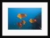 Clarion Angelfish (Holacanthus clarionensis) by Anonymous