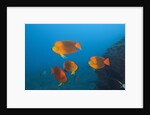 Clarion Angelfish (Holacanthus clarionensis) by Anonymous