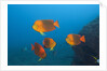 Clarion Angelfish (Holacanthus clarionensis) by Anonymous