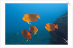 Clarion Angelfish (Holacanthus clarionensis) by Anonymous
