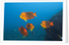 Clarion Angelfish (Holacanthus clarionensis) by Anonymous