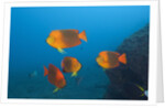 Clarion Angelfish (Holacanthus clarionensis) by Anonymous