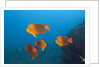 Clarion Angelfish (Holacanthus clarionensis) by Anonymous